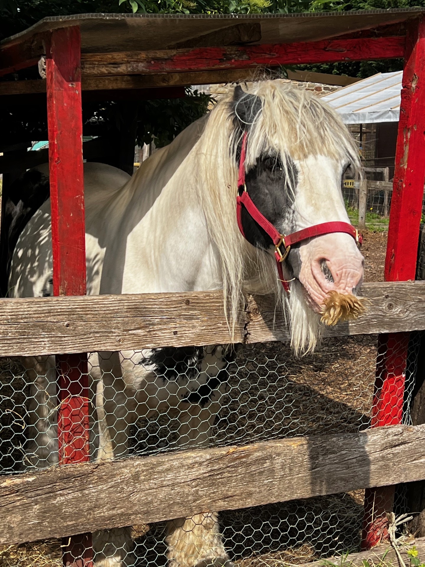 Year 1 Lancaster Park and Animal Farm