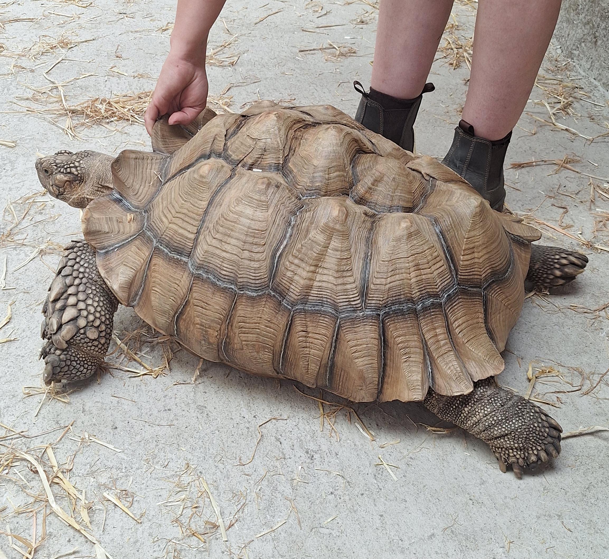 Year 1 Lancaster Park and Animal Farm